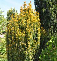 Eibe Germers Gold 40-50cm - Taxus baccata Niedersachsen - Bad Zwischenahn Vorschau