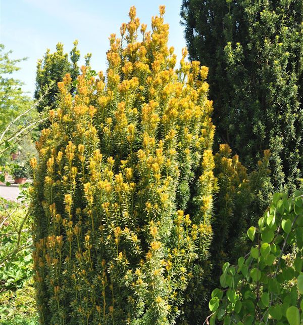 Eibe Germers Gold 40-50cm - Taxus baccata in Bad Zwischenahn