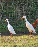 Laufenten weiß Niedersachsen - Edewecht Vorschau