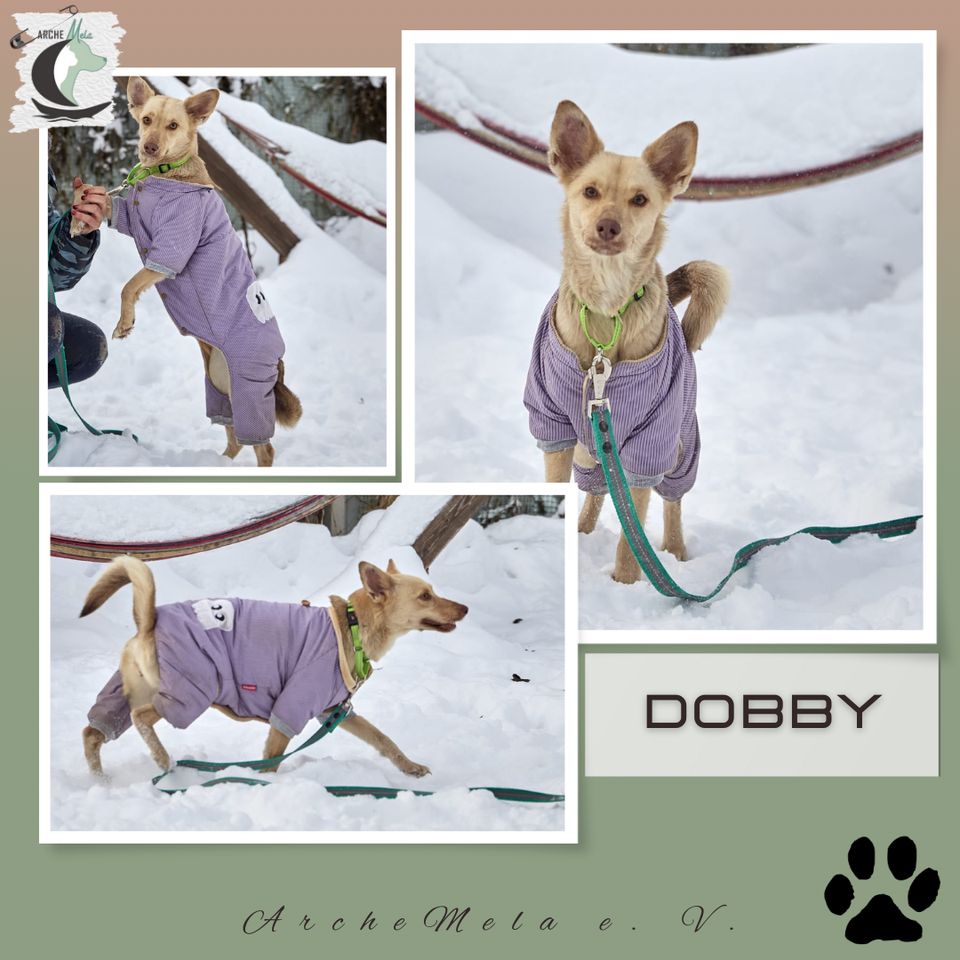 Dobby - die verspielte Charmeurin! in Köln