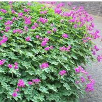 3 x Storchschnabel - Geranium - insektenfreundlich - winterhart Baden-Württemberg - Sachsenheim Vorschau