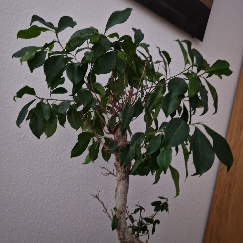 Bonsai chines. Feige-Ficus 95 cm ca. 22 Jahre alt TOP gepflegt in Neunkirchen