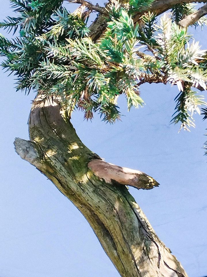 Bonsai Yamadori Gemeiner Wacholder Juniperus Communis in Marl