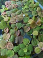 Schwimmende Wolfsmilch - Phyllanthus fluitans - Schwimmpflanze Aq Nordrhein-Westfalen - Marienheide Vorschau