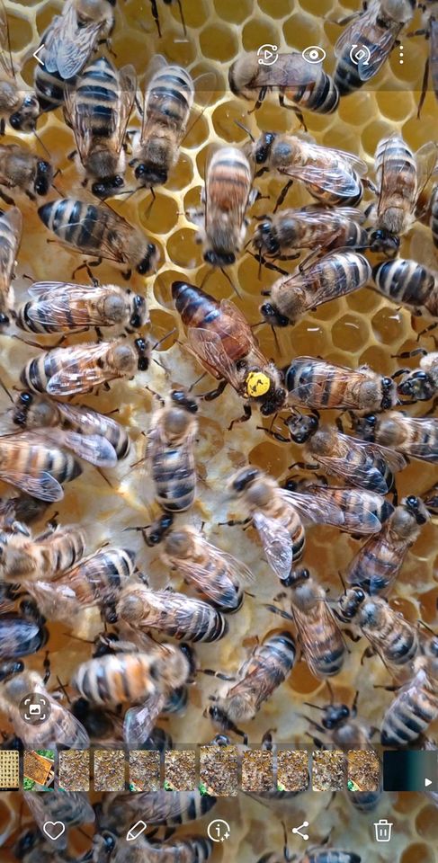fleißige Bienenvolk / Ableger auf DNM zu verkaufen in Berlin
