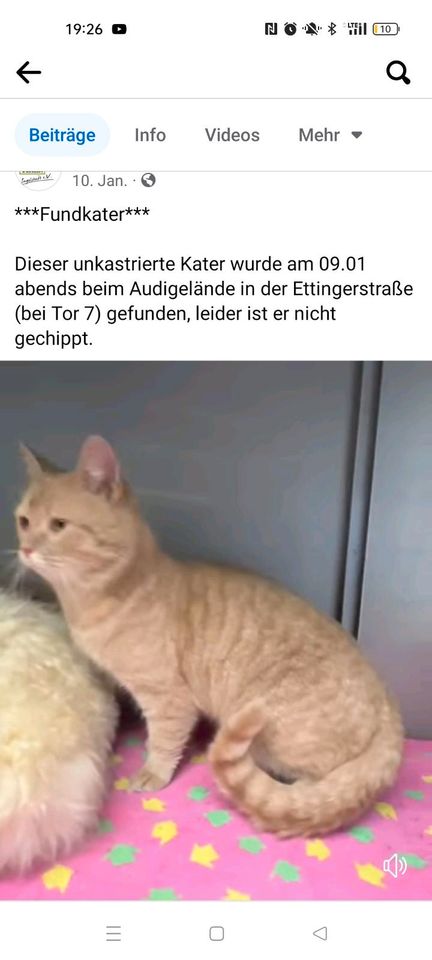 Katze u Kater entlaufen gefunden vermisst in Ingolstadt