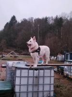 Hundefreilauf, Hundewiese, Agility, alles eingezäunt Rheinland-Pfalz - Zweibrücken Vorschau