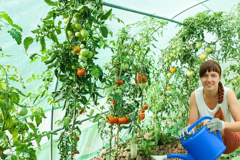 2x3m 2x3,5m 3,5x4m grün Gewächshaus Foliengewächshaus Folienzelt Treibhaus Tomatenhaus in Berlin