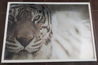 IKEA RIBBA Rahmen 102 cm x 72 cm weiß mit Kunstdruckposter Tiger Thüringen - Schwabhausen Vorschau