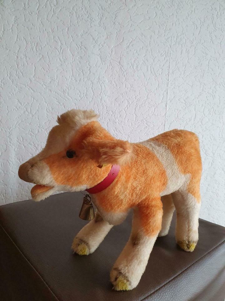 Steiff Kuh "Cosy Kaelble", 30 cm, Bj. 1967, sehr gute Erhaltung in Rösrath