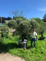 Olea Europaea (Olivenbaum)Plato/PonPon 80/100cm Stammumfang Nordrhein-Westfalen - Recklinghausen Vorschau