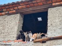 Katzen zu verkaufen Mitte - Wedding Vorschau