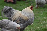 Wunderschöne seltene große Brahma Hennen Schleswig-Holstein - Hürup Vorschau