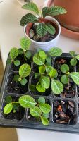 Spuckpalmen Babys :) | Eigene Vermehrung aus Mutterpflanzen Kreis Pinneberg - Wedel Vorschau