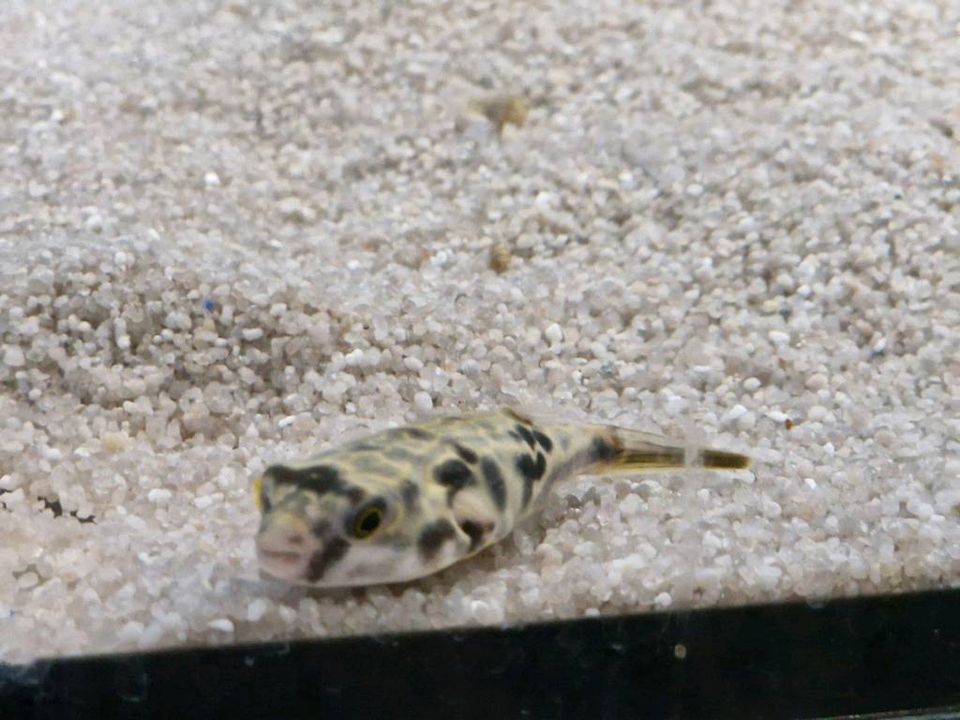 Tetraodon MBU, Goldringel-Kugelfisch in Rügland
