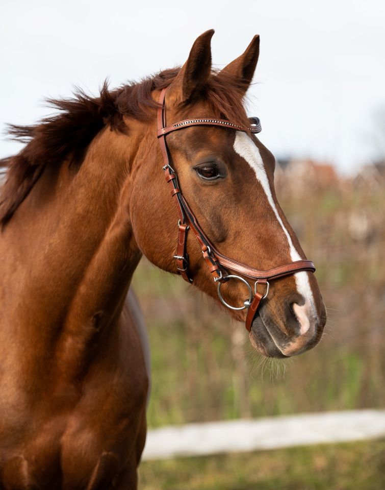 Anatomische TRENSEN Micklem Nachbau 49,95 pony, vb, wb & kb NEU! in Rehburg-Loccum