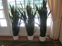 2 Stück XXL prächtige Sansevieria Bogenhanf Büropflanze 170 cm Niedersachsen - Visselhövede Vorschau