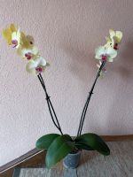 Orchidee nur Abholung möglich Baden-Württemberg - Singen Vorschau