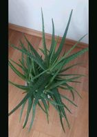 Aloe Vera Pflanze groß Berlin - Hellersdorf Vorschau