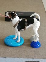 “Slow Motion “ Hundetraining Hundetrainer Hunde Nordrhein-Westfalen - Schwalmtal Vorschau