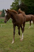 Vollblutaraber Dunkelfuchs Jährling Hengst 4x weiß Warmbluttyp Rheinland-Pfalz - Hochborn Vorschau