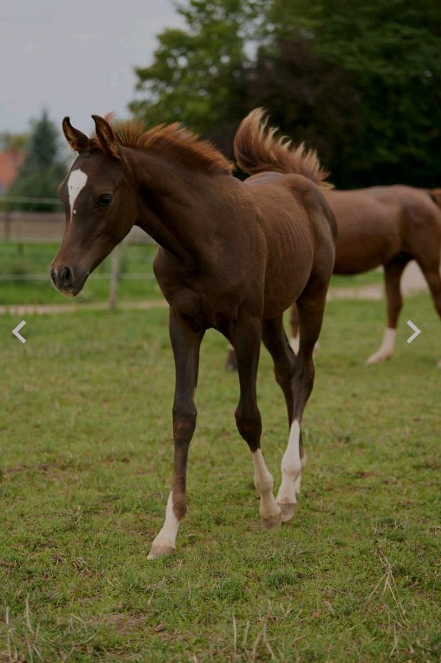 Vollblutaraber Dunkelfuchs Jährling Hengst 4x weiß Warmbluttyp in Hochborn