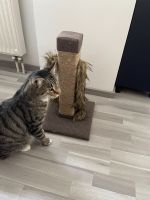 Katzenkratzbaum - Kratzbaum für Kitten - Frettchen - Spielbaum Bayern - Neunkirchen am Sand Vorschau