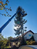 Fällarbeiten Heckenrodungen Baden-Württemberg - Schwendi Vorschau