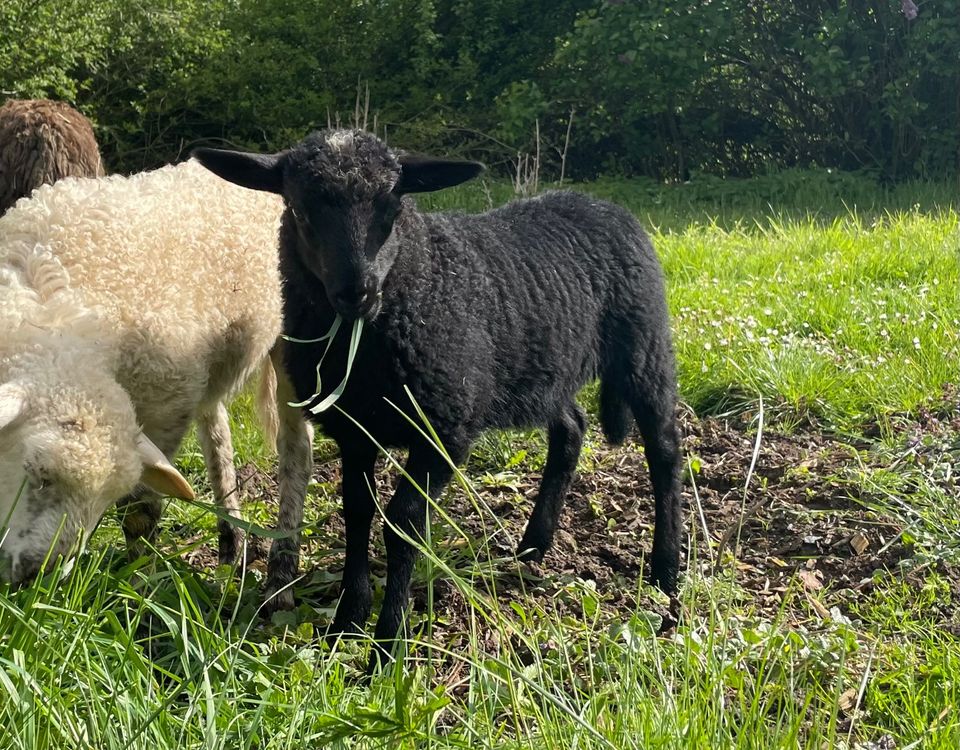 Krainer Steinschaf Auenlämmer Herdbuch, Milchschaf in Süpplingen