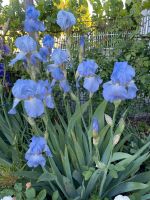 Hohe Iris, Schwertlilie „Blue Rhythm“ Bayern - Eching (Niederbay) Vorschau