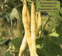 NEUE ERNTE 2023 Stangenbohne Neckargold 40 Samen aus Bio Anbau Hessen - Borken Vorschau