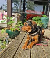 Frida, lieb, schüchtern sucht geduldige Menschen Bayern - Dießen Vorschau