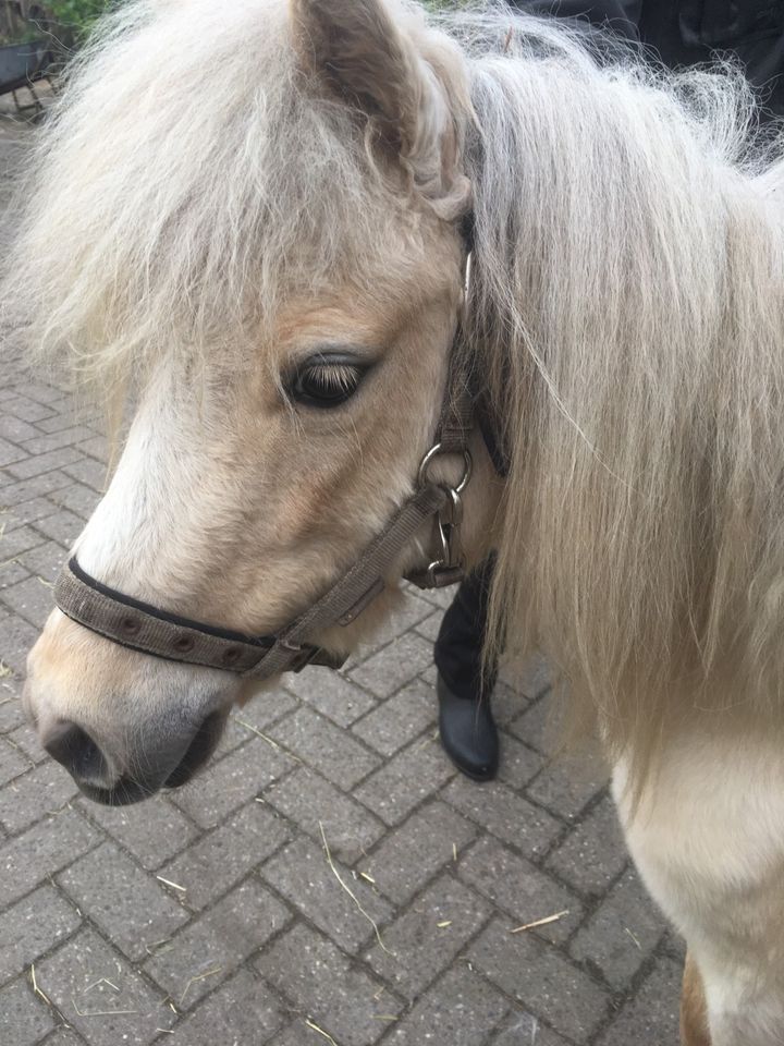 Pony 4 jährig in Aurich