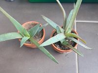 Aloe Vera Ableger im kleinen Tontopf Niedersachsen - Wolfsburg Vorschau