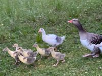 Junggänsepaare (Gänse Gans+ Ganter) 3 Wochen und älter Rasse BLG Hessen - Reiskirchen Vorschau