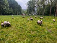 Verkaufe Schafe Lämmer Shropshire Nordrhein-Westfalen - Kirchhundem Vorschau
