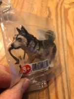 Schleich Hund Husky Neu 3,50€ Geeste - Osterbrock Vorschau