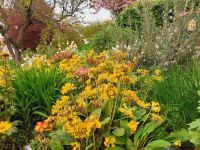 Blumen abzugeben / Schlüsselblumen Hessen - Münzenberg Vorschau