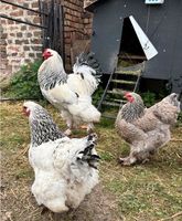 Große BRAHMA Hühner (keine) Bruteier Eier SWC Rebhuhnfarben Sachsen-Anhalt - Lützen Vorschau