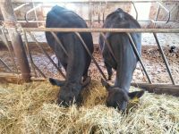 2 weibliche Rinder HF Sbt x Angus zu verkaufen Niedersachsen - Wendeburg Vorschau