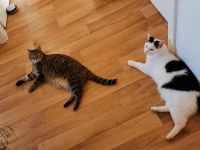 2 Katzen suchen ein neues Zuhause Niedersachsen - Einbeck Vorschau