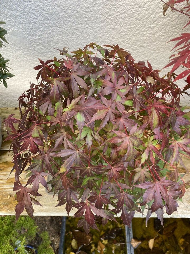 Bonsai Ahorn Felspflanzung in Böhl-Iggelheim