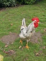 Silverudds Hahn / Splash / Blauleger / Huhn Niedersachsen - Geestland Vorschau