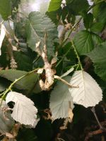 Australische Gespenstschrecken, Extatosoma tiaratum. Berlin - Tempelhof Vorschau