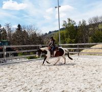 Wunderschöner 5 jähriger Paint Horse wallach, Freizeitpferd Bayern - Missen-Wilhams Vorschau