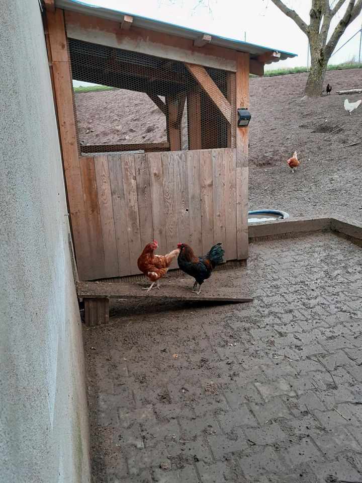 Hahn / Hühner in Wörnitz