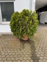 Konifere Lebensbaum Thuja Pflanze Topf  Topfpflanze Riesengross ! Innenstadt - Köln Altstadt Vorschau