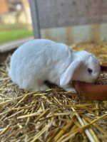 Zwergwidder Minilop Mini Lop Zwergkaninchen Kaninchen Nordrhein-Westfalen - Spenge Vorschau