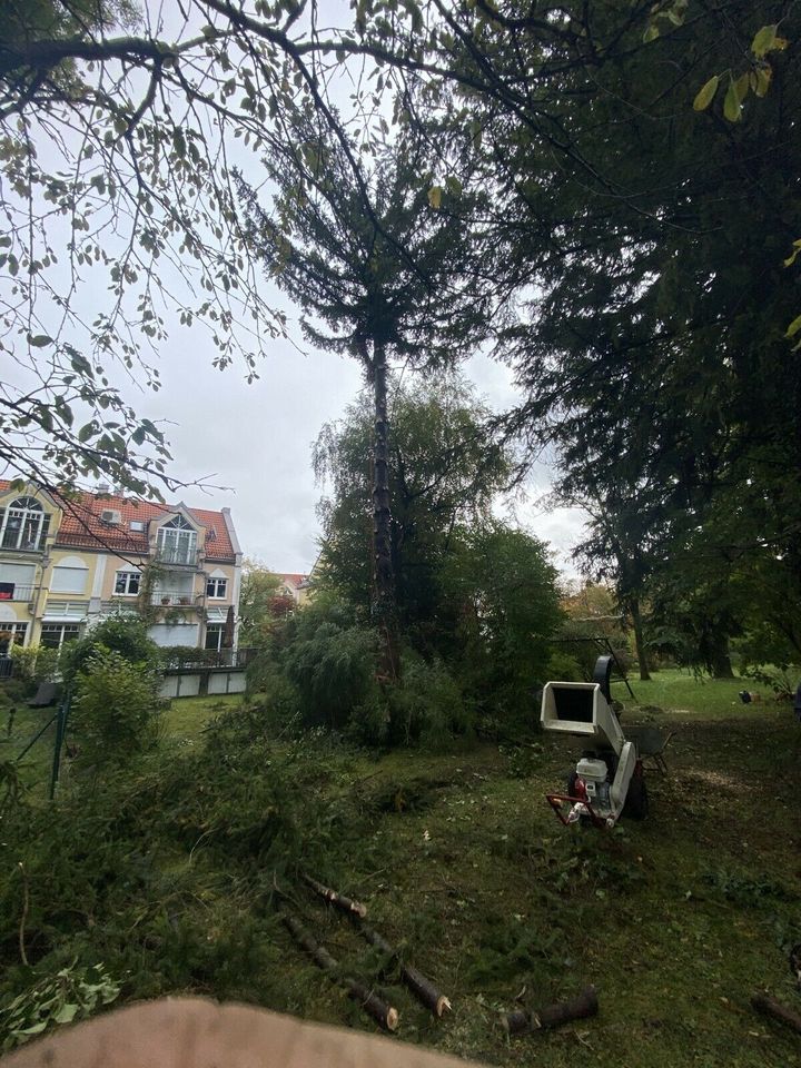 Baumfällung Seilklettertechnik Baum Schneiden Fällen in München