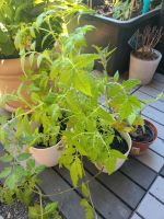 Tomaten Pflanzen Bayern - Coburg Vorschau
